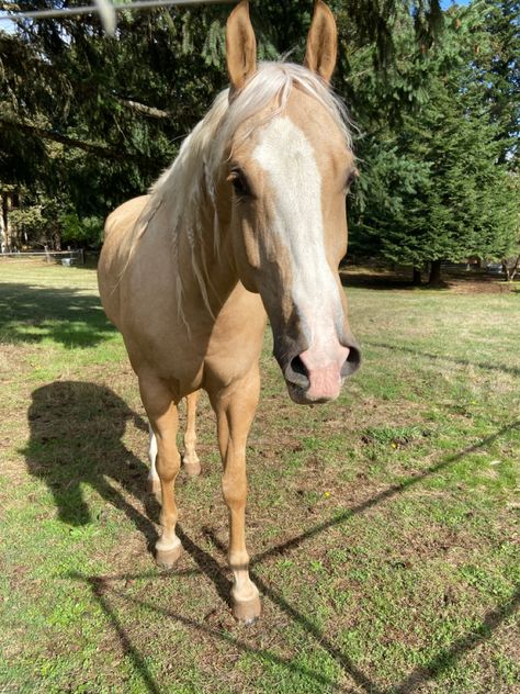 Palomino Horse Aesthetic, Palomino Arabian, Horses Palomino, Countryside Animals, Palomino Horses, Cute Horse Pictures, Palomino Horse, Horse Camp