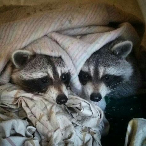 3 Raccoons, Pet Raccoon, Cute Raccoon, Raccoon Funny, Most Beautiful Animals, Trash Panda, Silly Animals, Cute Pet, Racoon