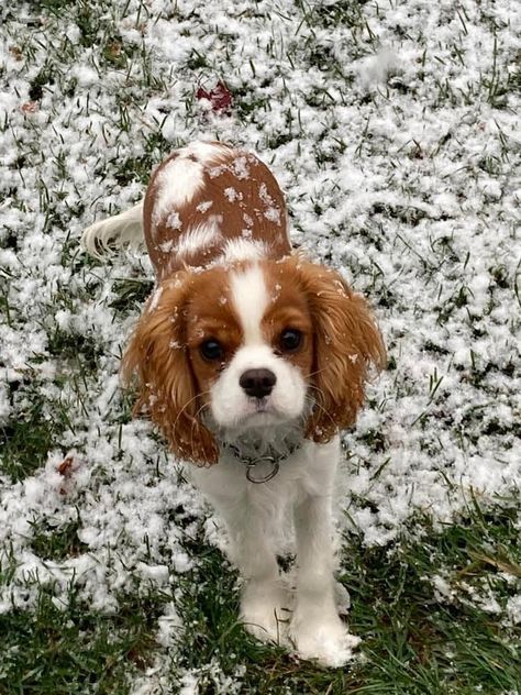 Prince Charles Spaniel, King Charles Puppies, Charles King Spaniel, Cute Cavalier King Charles Spaniel Puppy, Cavalier King Charles Spaniel Wallpaper, Cavilar King Charles Spaniel, Cavalier King Charles Spaniel Puppies, Cavalier King Charles Spaniels, Kings Charles Cavalier Spaniel