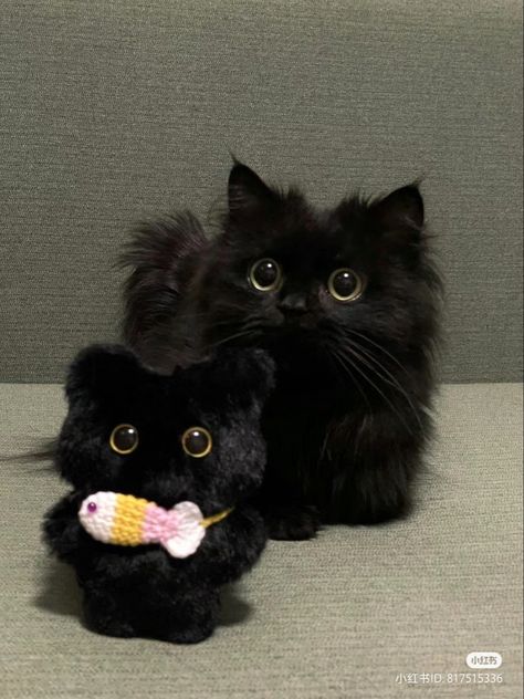 Fluffy Black Cat, Black Kittens, Silly Kitties, Cats Photos, Cute Small Animals, Cute Little Kittens, Silly Cats Pictures, Cute Cats Photos, Cute Black Cats