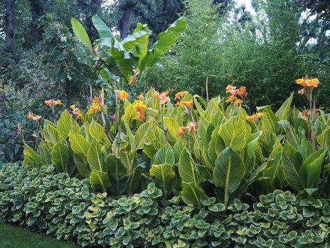 Canna Companion Plant, Layered Tropical Landscaping, Canna Lily Landscaping Front Yard, Cana Lilly Landscape, Cana Lily Landscaping, Elephant Ears Plants Landscaping, Canna Lily Landscaping, Canna Lily Garden, Clean Landscaping