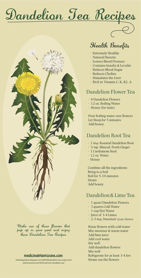 Jan Johnsen on Twitter: "Before you pour herbicide on your lawn...read this:  @gardentips @dandelions @sgaonline  @GardenConserve… " Dandelion Tea Recipe, Roasted Dandelion Root, Dandelion Root Tea, Lime Tea, Dandelion Tea, Natural Diuretic, Magia Das Ervas, The Dandelion, Herbal Recipes