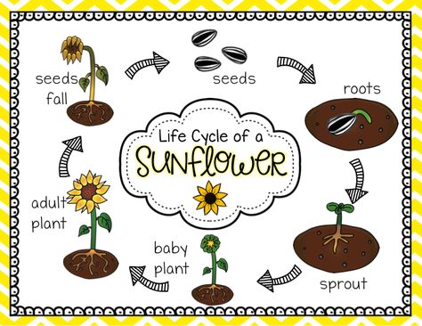 The May Packet (and FREEBIES!) Life Cycles Kindergarten, Sunflower Life Cycle, Plant Lessons, Plants Unit, Planting Sunflowers, Interactive Science Notebook, Plant Life Cycle, Plant Science, Kindergarten Science