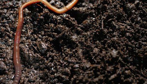 You can raise red worms using a few simple household items. Worm Beds, Annelid, Red Wiggler Worms, Grub Worms, Red Wigglers, Vegetable Scraps, Worm Castings, Red Worms, Organic Pesticide