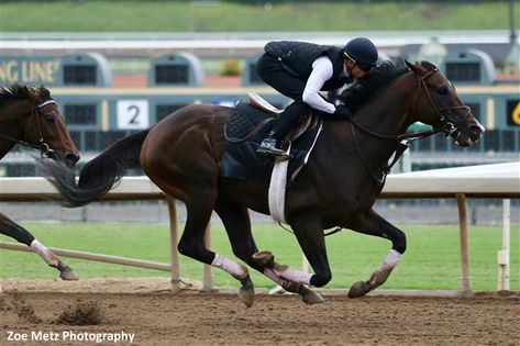 Horse Sprinting, Breeders Cup, Santa Anita, Thoroughbred Horse, Thoroughbred, Kentucky Derby, Horse Racing, Horses, The Incredibles