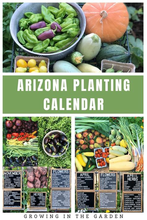 Using a planting calendar for the low desert of Arizona helps you be successful. Gardening in Arizona can be challenging and a planting calendar takes the guesswork out of when to plant. Desert Vegetable Garden, Vegetable Planting Guide, Malabar Spinach, Arizona Backyard, Arizona Gardening, Planting Calendar, Bucket Gardening, Planting Guide, When To Plant