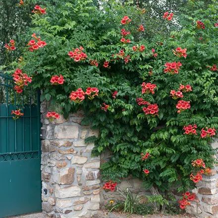 Red Flowers by Crocus Evergreen Climbers, Fast Growing Evergreens, Trumpet Vine, Climbing Vines, Garden Care, Climbing Plants, Garden Bench, Clematis, Flower Beds