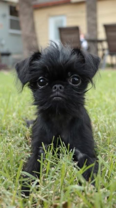 Brussels Griffin, Affenpinscher Puppy, Brussels Griffon Puppies, Brussels Griffons, Affenpinscher Dog, Cute Fluffy Puppies, Griffon Bruxellois, Fluffy Critter, Dog Types