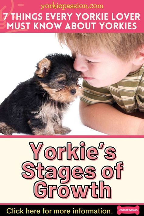 Yorkshire Puppy Haircut, Make Yorkie Haircuts, Yorkie Haircut Teddy Bear Faces, Yorkies Haircuts Female, Yorkie Training Tips, Yorkshire Terrier Haircuts, Yorkie Terrier Haircuts Female, Girl Yorkie Haircut, Yorkie Hairstyles Girl