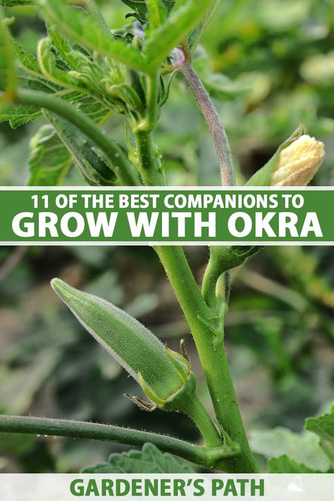 Okra Companion Plants, Okra Growing, Okra Companion Planting, Onion Companion Planting, Okra Vegetable, Canned Squash, Growing Okra, Onion Garden, Okra Plant