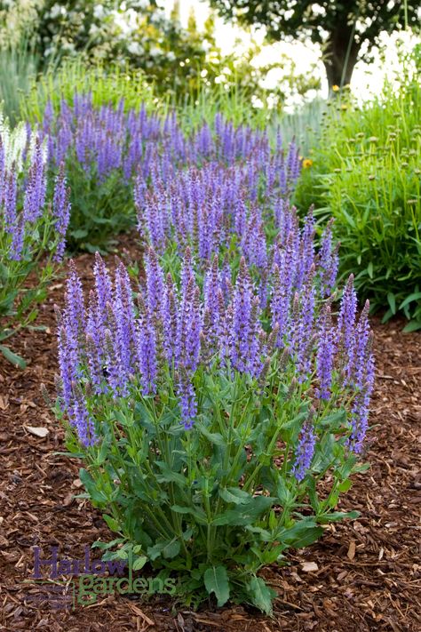 Blue Hills Sage Salvia for sale at Harlow Gardens Tucson. May Night Salvia, Blue Salvia, Salvia Plants, Meadow Sage, Front Flower Beds, Monrovia Plants, Full Sun Perennials, Plant Catalogs, Sun Garden