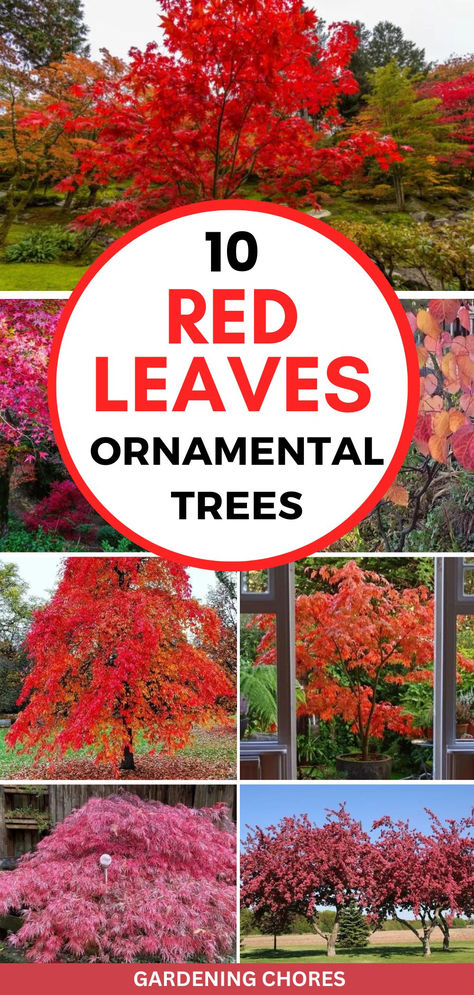 10 Ornamental Trees With Red Leaves To Ignite A Real Firework Of Colors All Year Round Red Tree Aesthetic, Ornamental Trees Landscaping, Red In Nature, Tree With Red Flowers, Trees With Red Leaves, Small Ornamental Trees, Flowering Crabapple, Fall Color Trees, Trees For Front Yard