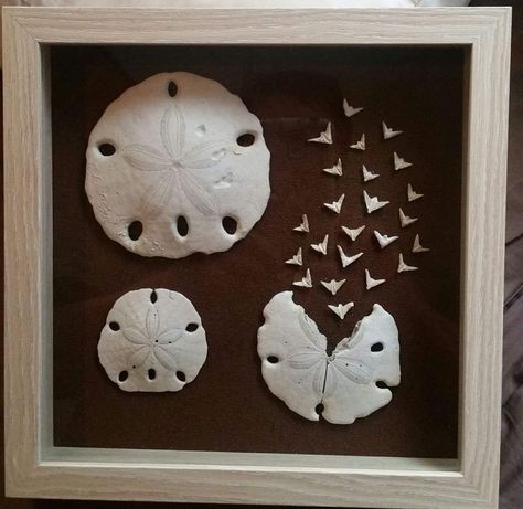 Sand Dollars Art, Sand Dollar Art Diy, Sand Dollar Craft Wall Decor, Ways To Display Sand Dollars, Sand Dollar Diy, Sand Dollar Shadow Box Ideas, Sanddollar Painting Ideas, Sand Dollar Art Ideas, How To Display Sand Dollars