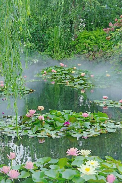 Part of Everything Monet Garden Giverny, Water Lilies Painting, Building A Raised Garden, Sloped Garden, Pond Plants, Favorite Flower, Lily Pond, Nature Garden, The Pond