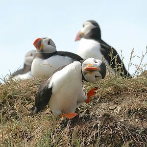 Comedy Wildlife Photography Awards 2016 Comedy Wildlife Photography, Funny Animal Photos, Photo Awards, Wildlife Photos, Photography Awards, Wildlife Animals, Wild Life, Animal Photo, 귀여운 동물