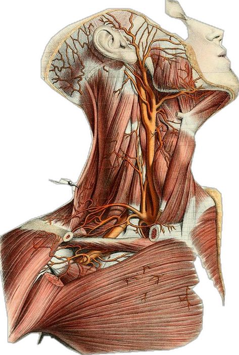 Fun Anatomy, Artist Anatomy, Human Muscle Anatomy, Medical Drawings, Therapy Art, Medicine Notes, Human Body Art, Exercise Physiology, Muscle Anatomy