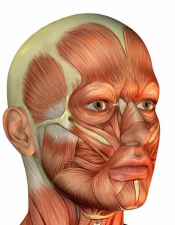 Face Muscles Anatomy, Human Skull Anatomy, Animated Anatomy, Human Muscle Anatomy, Muscle Structure, Art Handouts, Skull Anatomy, Face Anatomy, Human Body Art