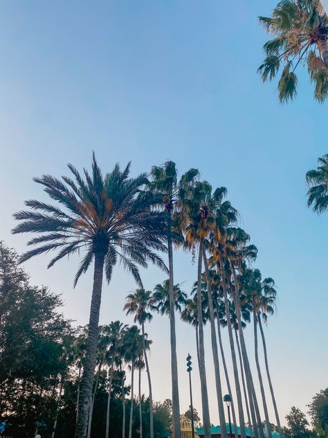 palm trees, orlando fl, aesthetic palm trees, disney world aesthetic Beachy Wall Collage, Fl Aesthetic, Orlando Florida Aesthetic, Aesthetic Palm Tree, Palm Trees Aesthetic, Disney World Aesthetic, Trees Aesthetic, Florida Aesthetic, Aesthetic Disney