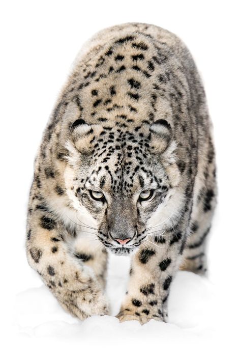 beautiful-wildlife: “Snow Leopard on the Prowl by © Abeselom Zerit ” Leopard Images, Snow Panther, Leopard Eyes, Beautiful Wildlife, Clouded Leopard, Scary Animals, Majestic Animals, Photo Series, Wildlife Animals