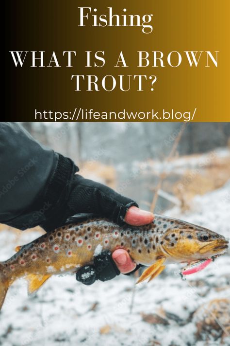 Fishing - What is a Brown Trout? Aquatic Insects, Fishing Basics, Trout Fishing Tips, Salmon Eggs, Bowfishing, Fly Fishing Flies Trout, How To Cook Fish, Brown Trout, Largemouth Bass