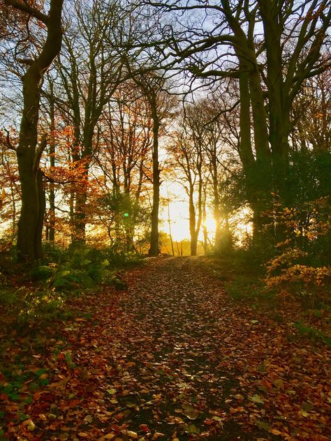 Autumn Walk Aesthetic, Uk Forest Aesthetic, Woodland Walk Aesthetic, Forest Walks Aesthetic, Manifestation 2024, Countryside Living, Walk Idea, Brand Values, Woodland Walk