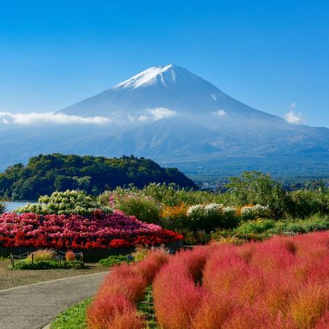 Whatever season you visit in, the view of Fuji-san from Oishi Park is always gorgeous! Oishi Park Japan, Japanese Spirits, Lake Kawaguchiko, Summer In Japan, Japan Landscape, Japan Trip, Place To Visit, Mount Fuji, Trip Ideas