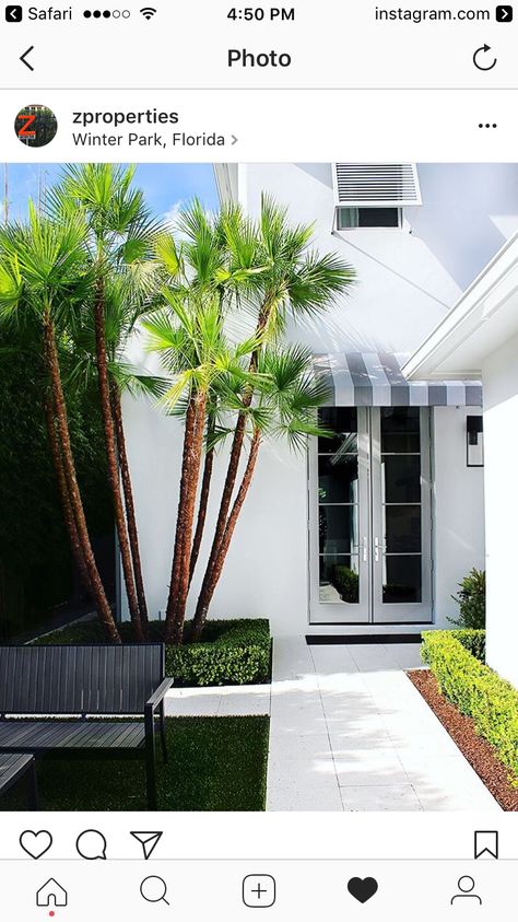 Landscaping Retaining Walls, In The Corner, Bird Of Paradise, Winter Park, Retaining Wall, Birds Of Paradise, Pansies, Home Page, Palm Trees