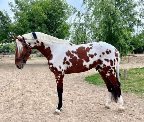 Horses With Unique Markings, Paint Horse Breed, Horses Together, Horses Funny, Thoroughbred Stallion, Unusual Horse, Funny Horse Pictures, Horse Markings, Horse Coat Colors