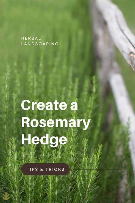 Rosemary Hedge, Plant Rosemary, Rosemary Garden, Lavender Hedge, Growing Rosemary, Evergreen Hedge, Garden Hedges, Spanish Garden, Rosemary Plant