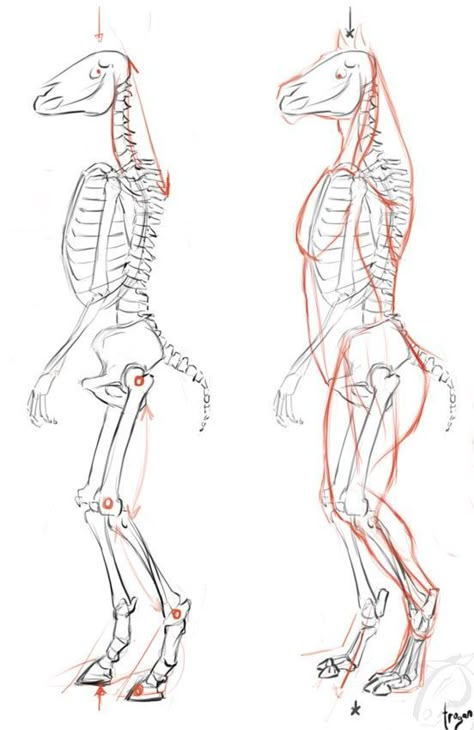 Feline Anatomy, Anatomy For Drawing, Skeleton Anatomy, Cat Drawing Tutorial, Cat Skeleton, Skeleton Drawings, Cat Anatomy, Animal Skeletons, Horse Anatomy