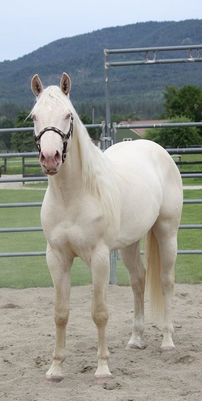 Canela, White Quarter Horse, Horses For Sale Near Me, Quarter Horses For Sale, Horses White, All Horse Breeds, Working Cow Horse, Different Horse Breeds, Quarter Horse Stallion