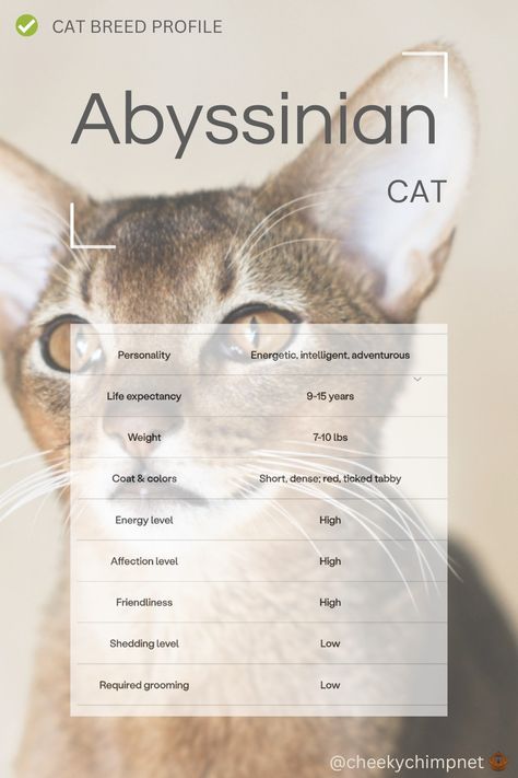 Abyssinian cat breed profile Abynissian Cat, Abyssian Cats, Cat Abyssinian, Cat Personalities, Cat Profile, Abyssinian Cat, Cat Info, Abyssinian Cats, Cat Breed