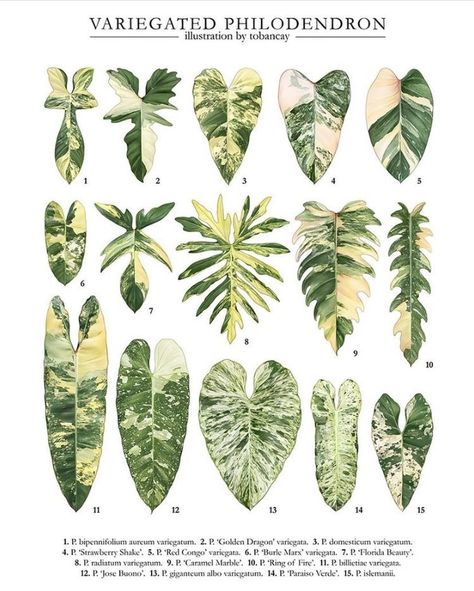 Identification 📸by @tobancay | Rare and variegated plants & aroids

1. P. bipennifolium aureum variegatum
2. Philodendron ’Golden Dragon’ variegata
3. P. domesticum variegatum
4. Philodendron Strawberry Shake
5. Philodendron Red Congo variegata
6. Philodendron Burle Marx variegata
7. Philodendron Florida Beauty
8. P. Radiatum variegatum
9. P. Caramel Marble
10. P. Ring of Fire
11. P. billietiae variegata
12. P. Jose Bueno
13. P. Giganteum albo variegatum 
14. P. Paraiso verde
15. P. Islemanii Indoor Tropical Plants Houseplant, Philodendron Plant Varieties, Plant Leaf Identification, Rare House Plants, Leaf Identification, Variegated Philodendron, Tanaman Indoor, Tanaman Pot, نباتات منزلية