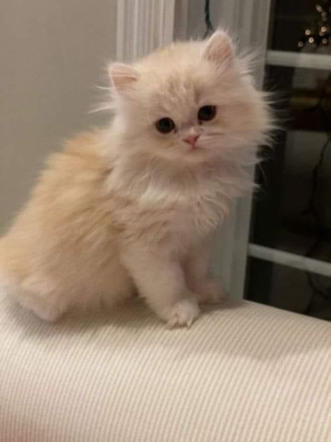 Persian Kitten Aesthetic, Ginger Persian Kitten, Doll Face Persian Kittens, Dream Pet Cat, White Ragdoll Kitten, Persian Cat Aesthetic, Cute Persian Cats, Aesthetic Cat Pictures, Fuzzy Kittens