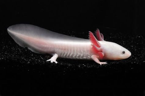 Axolotl Swimming, Water Monster, Axolotl Tank, Pose References, Body Image, Amphibians, Pose Reference, Photo Storage, Fish Pet