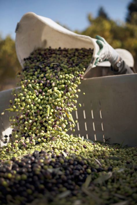 Where to Taste Fresh-Pressed Olive Oil in Sonoma - Sonoma Magazine Olive Oil Aesthetic, Olive Oil Lifestyle Photography, Olive Oil Photography, Olive Aesthetic, Olive Picking, Graza Olive Oil Branding, Ronaldo 9, Olive Farm, Olive Photography