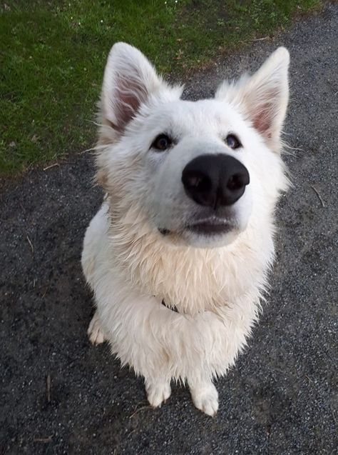 White Gsd, Swiss Shepherd, White Swiss Shepherd, White Shepherd, White German Shepherd, White Dog, Wolf Dog, Dog Id, Dog Sledding