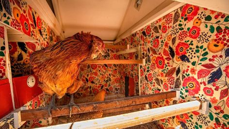 Designer chicken coops: From chandeliers to AC, how some owners pamper their pets | Stuff.co.nz Wallpaper Air, Pets Stuff, Block Print Wallpaper, Chicken Manure, Ninja Birthday Parties, Camo Wallpaper, Chicken Owner, Sugi Ban, Shou Sugi Ban