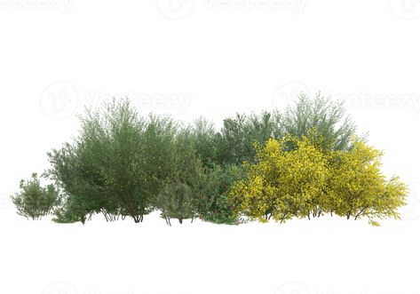 Landscape Architecture Sections, Landscape Architecture Site Analysis, Garden Architecture Plan, Tree Png Photoshop, Bush Architecture, Plants Cutout, Trees In Plan, Vegetation Illustration, Vegetation Png