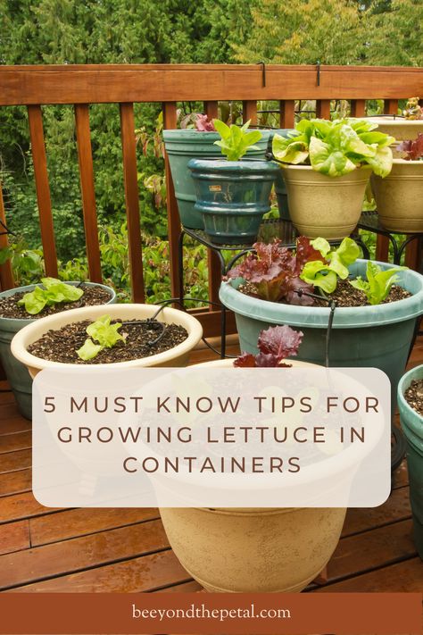 How To Plant Lettuce In Pots, Lettuce Raised Bed, Growing Lettuce In Containers From Seed, Growing Lettuce In Pots, What To Plant With Lettuce, Salad Garden Container, Lettuce Growing Container, Lettuce Planter Ideas, Container Lettuce Gardening