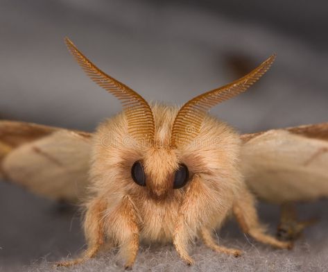 Closeup of the face of a moth. Extreme closeup of the face of a small moth , #spon, #moth, #face, #Closeup, #small, #closeup #ad Moth Face, Amazing Facts, Facts About, Moth, The Face, Nature