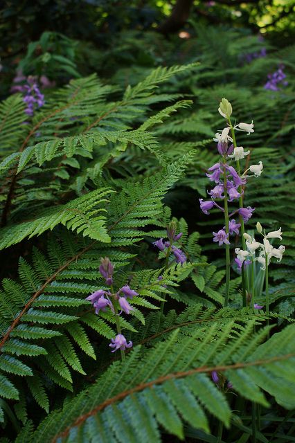 English Blue bells (Hyacinthoides) zwischen Farnen <3 Fern In Forest, Swamp Plants, Ferns And Flowers, Wild Ferns, Fern Garden, Wood Fern, Fern Forest, Fern Flower, Ferns Garden