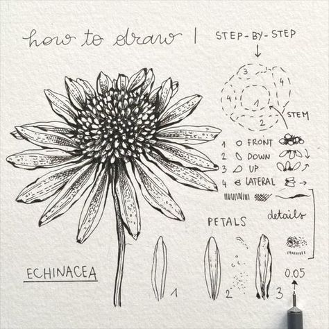 Echinacea Flower Drawing, Echinacea Illustration, Echinacea Drawing, Draw Plants, Botanical Sketchbook, Botanical Line Drawing, Flower Drawing Tutorials, Calligraphy Pen, Pen Art Drawings