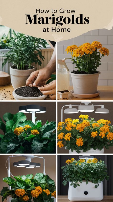 righten your garden with vibrant marigolds! 🌼🌞 Learn how to grow these cheerful flowers easily at home—whether you're starting from seeds or transplanting. Marigolds are low-maintenance and perfect for adding color and pest protection to your garden. 🌿 #SmartGardening #GrowSmartPlants #MarigoldCare #EasyGardening #GardenLife Growing Marigolds, Plant Store, Planting Tips, Marigold Flower, Flowers Blooming, Flower Care, Easy Garden, Edible Flowers, How To Grow