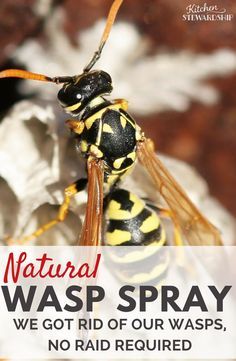 You don't need Raid or yucky chemicals to kill your bee hive or wasp nest. Get rid of wasps naturally with this super simple recipe. Getting Rid Of Bees, Wasp Killer, Wasp Spray, Wasp Repellent, Get Rid Of Wasps, Bug Repellant, Wasp Traps, Bee Traps, Diy Pest Control