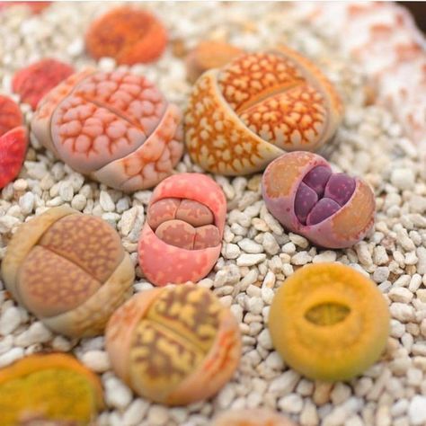 How Long Do Succulents Live? https://succulentcity.com/how-long-do-succulents-live/ Lithops Garden, Living Stone Plant, Lithops Succulents, Plant Obsession, Stone Plant, Succulent Garden Diy, Succulent Gardening, Succulents Indoor, Succulent Terrarium