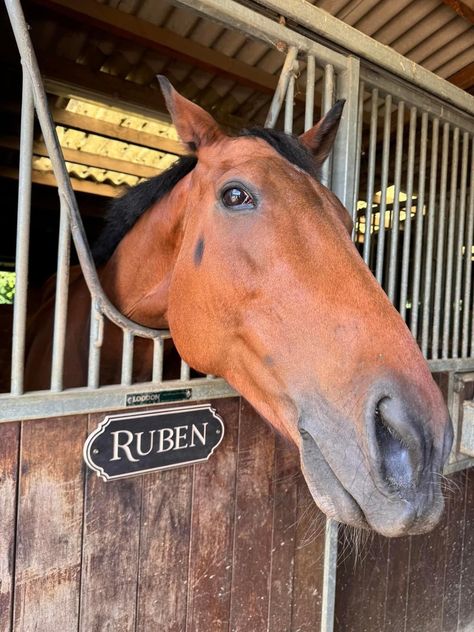 Horse stall fronts