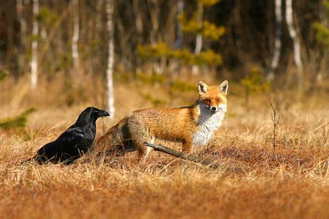 pagewoman:  Raven and Fox     fotoplatforma.pl Black Birds, Pet Fox, Arctic Fox, Fox Art, Animal Companions, Red Fox, Reference Photos, Ravens, Animals Friends