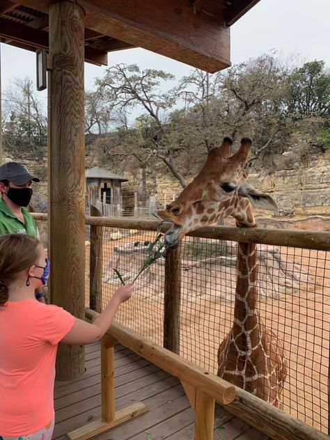 San Antonio Bucket List - Bucket List Publications Seaworld San Antonio, Giraffe Feeding, San Antonio Zoo, Mexican Army, San Antonio River, Bucket List Family, Family Friendly Resorts, Live Oak Trees, Natural Bridge