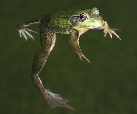 jumping bull frog - Google Search Toad Jumping, Jumping Animals, Farm Mural, Frog Jumping, Bull Frog, Jumping Frog, American Bull, Animals Pictures, Frog Prince